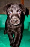 Charlie - ADOPTED