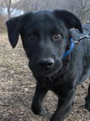 Charlie - ADOPTED