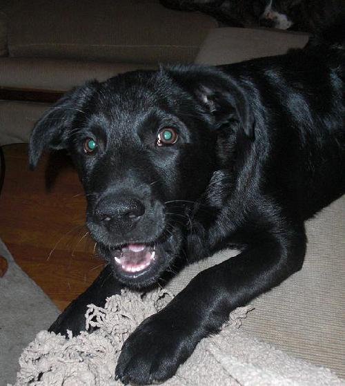 Charlie - ADOPTED