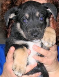 Junior