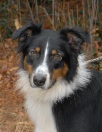 Shamus