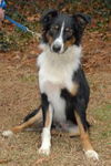 Shamus