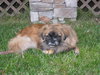 Lil Bear