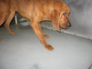 Lester - URGENT
