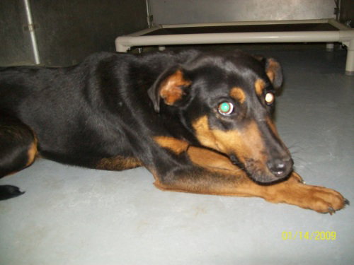 Mazie- URGENT