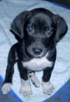 Moe - Puppy - Fostered in MD