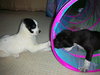 Moe - Puppy - Fostered in MD