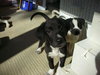 Moe - Puppy - Fostered in MD