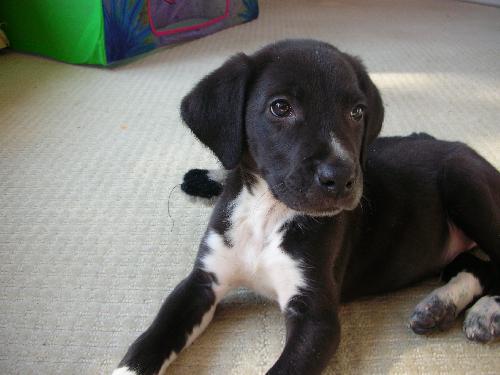 Moe - Puppy - Fostered in MD
