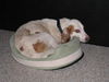 Dash - ADOPTED
