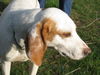Dash - ADOPTED