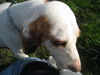 Dash - ADOPTED