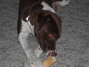 Cindy Lu - Fostered in DE