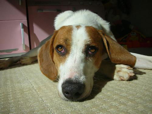 Walker-NEEDS FOSTER