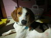 Walker-NEEDS FOSTER