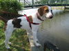 Walker-NEEDS FOSTER