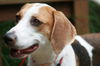 Walker-NEEDS FOSTER