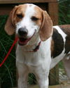 Walker-NEEDS FOSTER