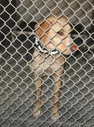 Lilly - URGENT