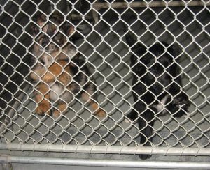 Mindy + Maggie URGENT