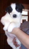 Ireland- Baby Fostered