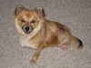 Shelby - Fostered in DE