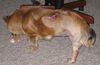 Shelby - Fostered in DE