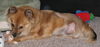 Shelby - Fostered in DE