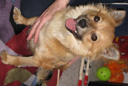 Shelby - Fostered in DE