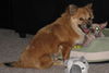 Shelby - Fostered in DE