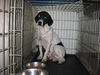 Simon - ADOPTED