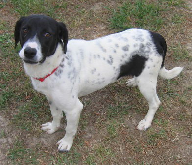 Simon - ADOPTED