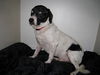 Simon - ADOPTED