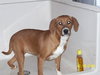 Sasha - Puppy - Fostered in MD