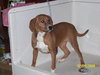 Sasha - Puppy - Fostered in MD