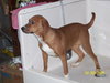 Sasha - Puppy - Fostered in MD