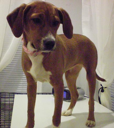 Sasha - Puppy - Fostered in MD