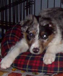 Romeo- Puppy