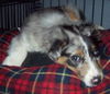 Romeo- Puppy