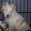 Hayley- ADOPTED