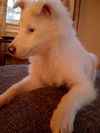 Hayley- ADOPTED