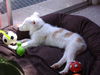 Hayley- ADOPTED