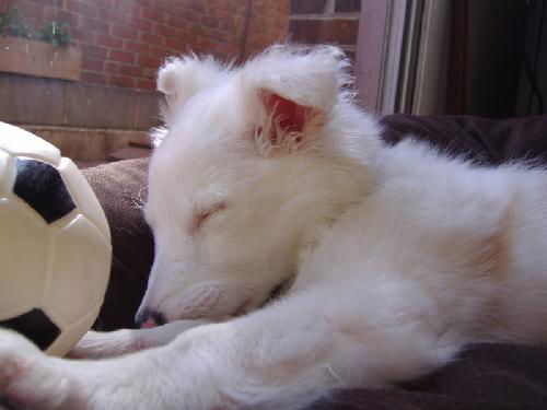 Hayley- ADOPTED
