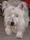 Cesar - ADOPTED