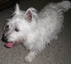 Cesar - ADOPTED