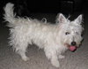 Cesar - ADOPTED