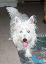 Cesar - ADOPTED