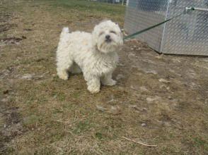 Teddy - ADOPTED