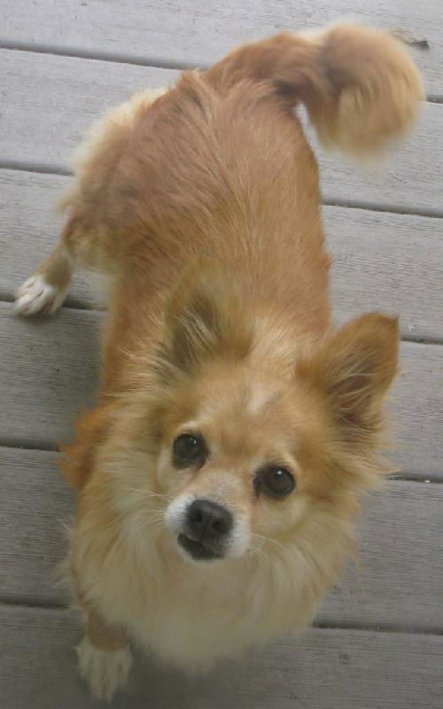 Sierra-ADOPTED