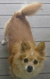 Sierra-ADOPTED